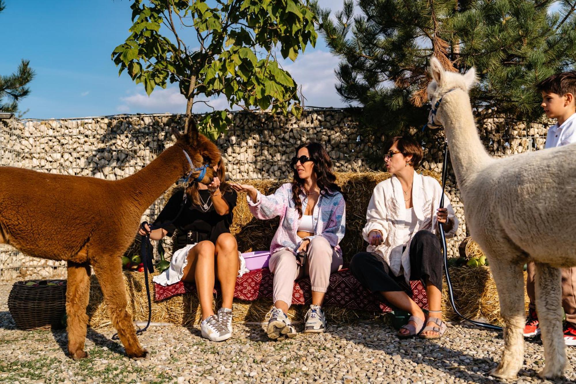 The Tribe Alpaca Retreat Ξενοδοχείο Branesti Εξωτερικό φωτογραφία