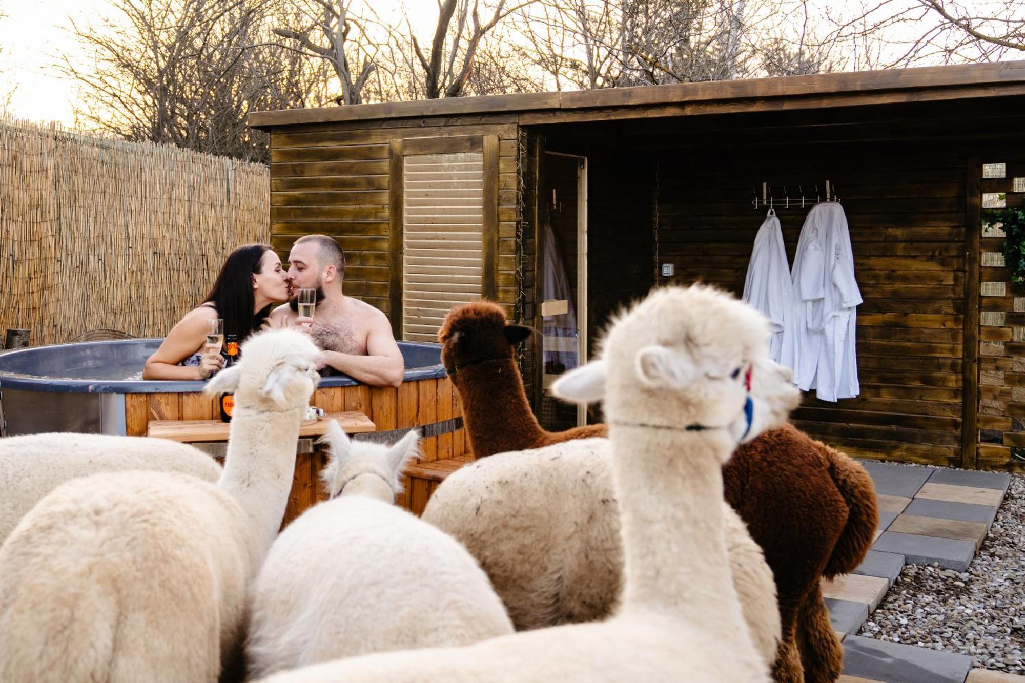 The Tribe Alpaca Retreat Ξενοδοχείο Branesti Εξωτερικό φωτογραφία