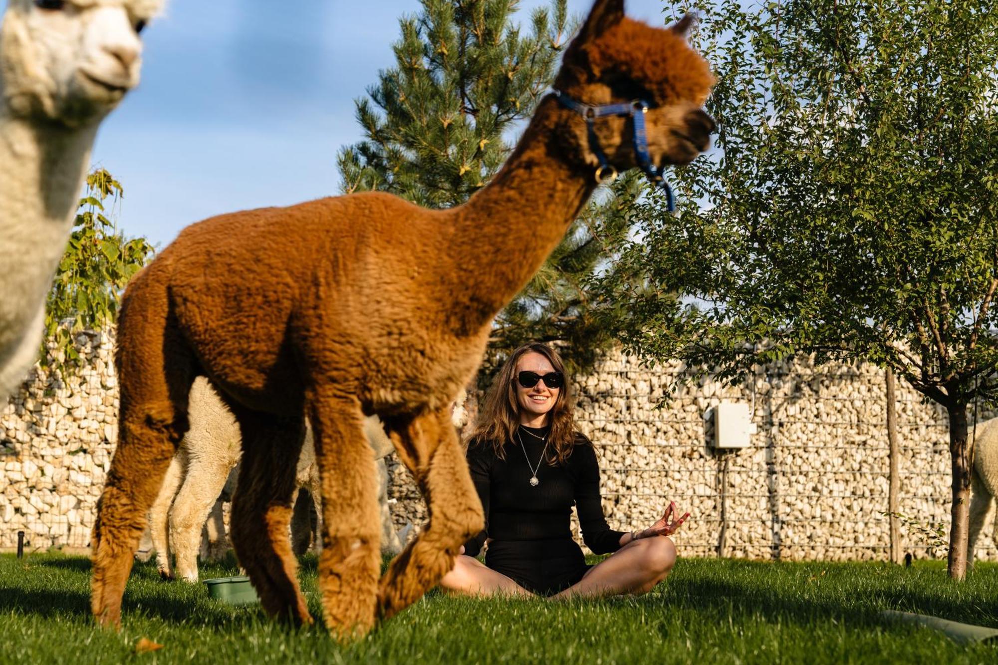 The Tribe Alpaca Retreat Ξενοδοχείο Branesti Εξωτερικό φωτογραφία