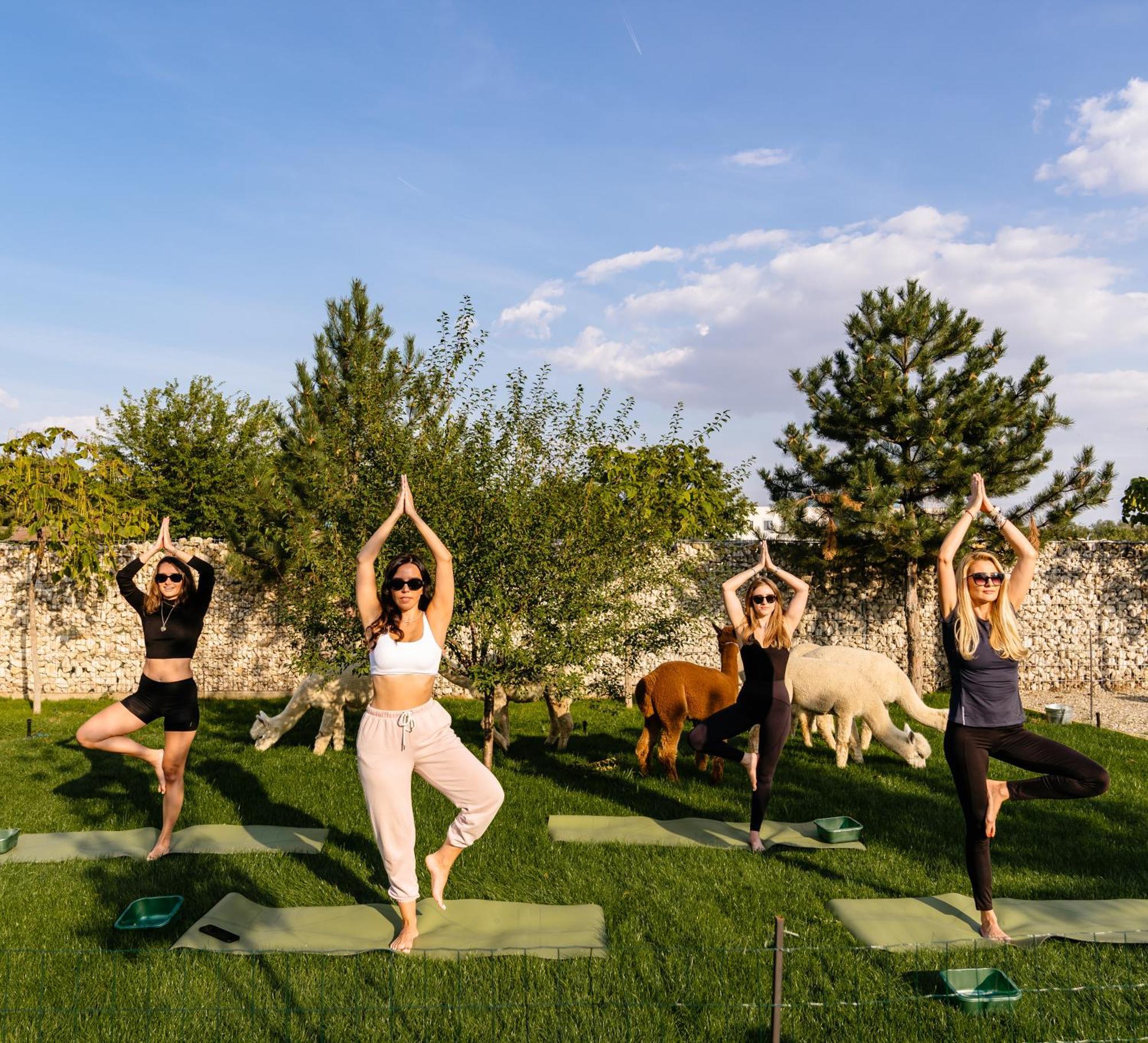The Tribe Alpaca Retreat Ξενοδοχείο Branesti Εξωτερικό φωτογραφία