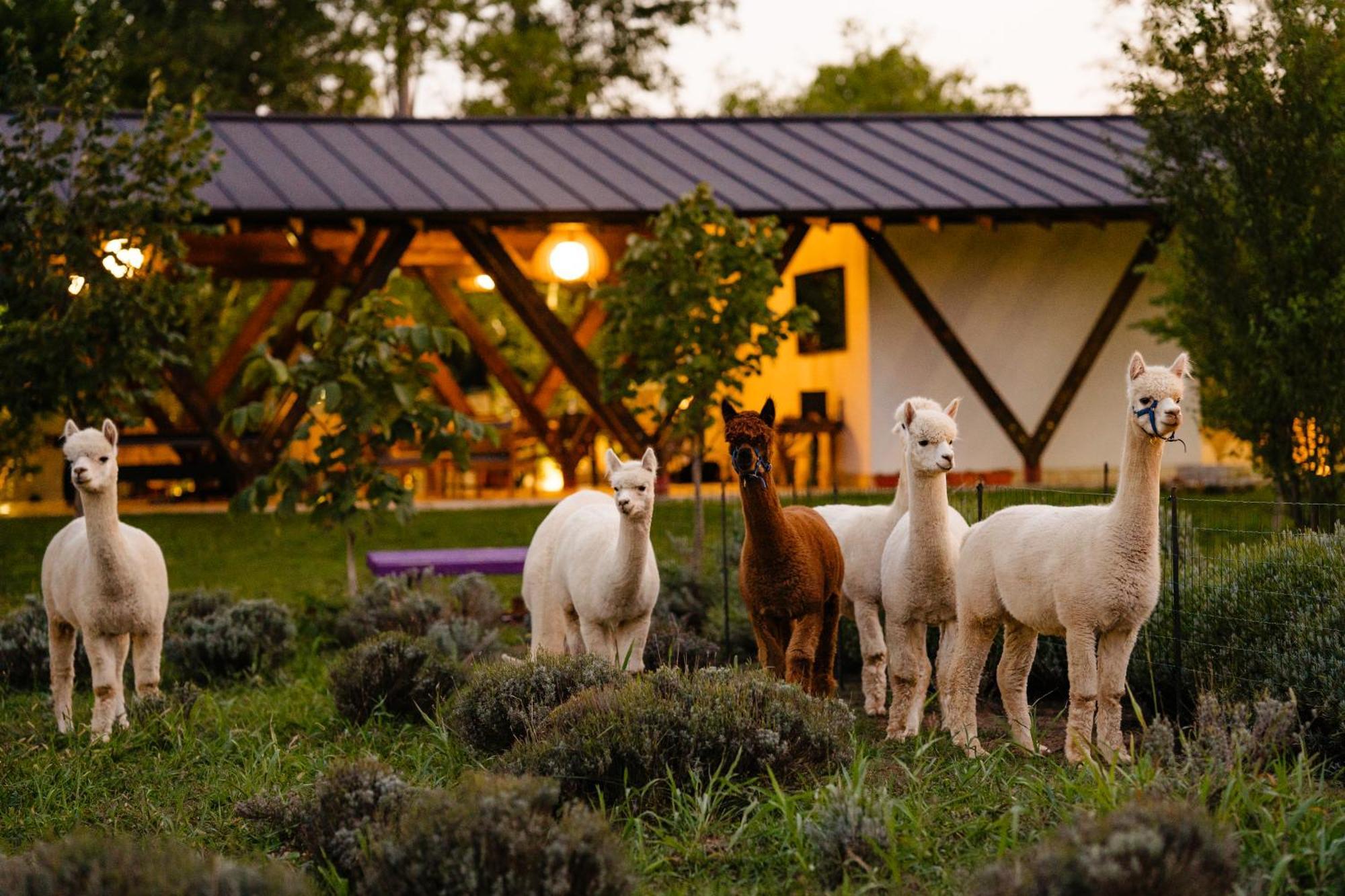 The Tribe Alpaca Retreat Ξενοδοχείο Branesti Εξωτερικό φωτογραφία